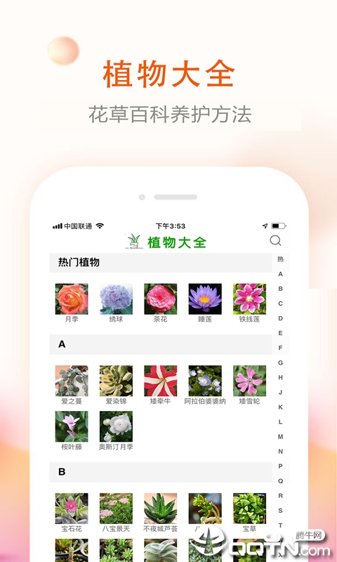 花草君图1